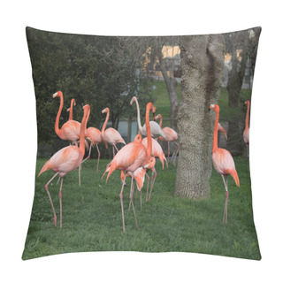 Personality  Family Of Pink Flamingo In A Garden In The City Of Madrid, Spain And Whose Scientific Name Is Phoenicopterus Pillow Covers