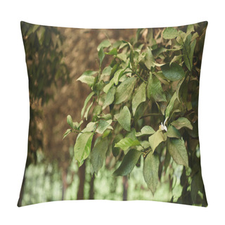 Personality  Fresh And Green Leaves Of Tree In Natural Environment With Blurred Background, Foliage In Forest Pillow Covers
