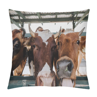 Personality  Close Up View Of Brown Domestic Beautiful Cows Eating Hay In Stall At Farm Pillow Covers