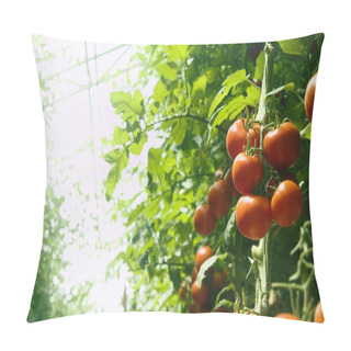 Personality  Greenhouse Tomatoes Pillow Covers