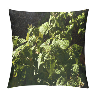 Personality  Sunlight On Flowering Patchouli Plant Pillow Covers