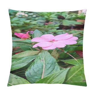 Personality  Beautiful Pink Impatiens Flowers Blooming In The Garden  Pillow Covers