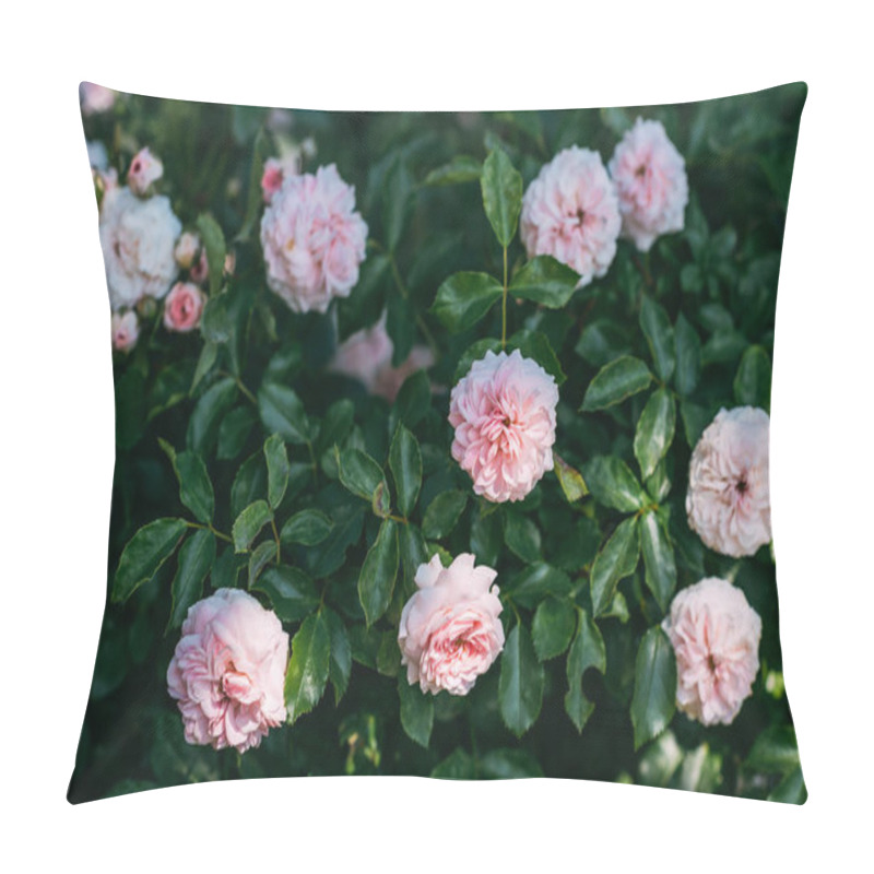 Personality  close up view of light pink rose flowers on bush pillow covers