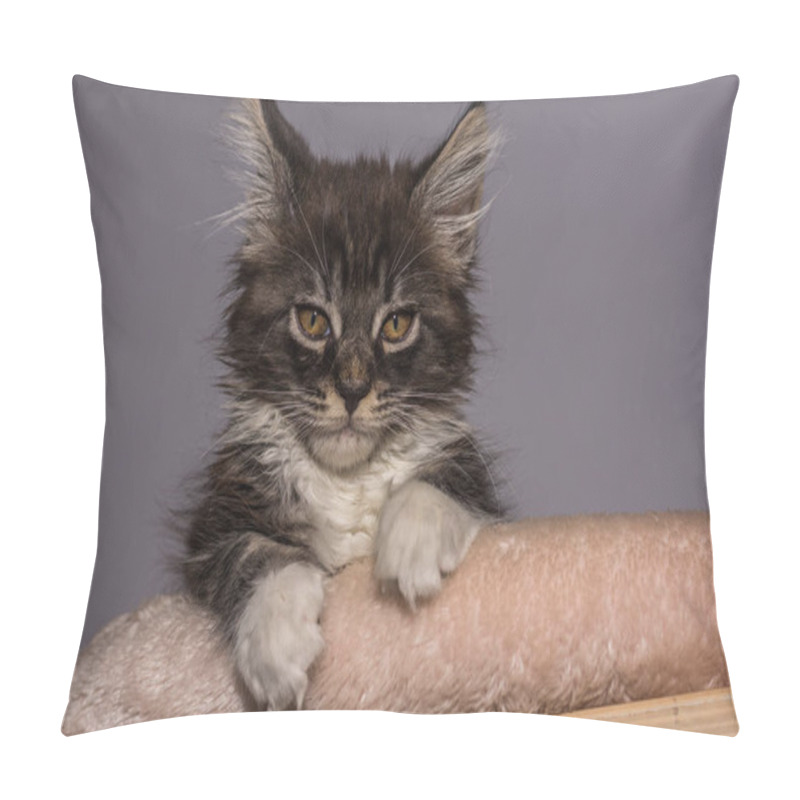 Personality  fluffy baby maine coon cat lies and looks dear straight to the camera pillow covers