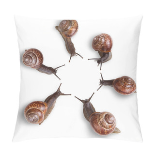 Personality  Curious Snails Pillow Covers