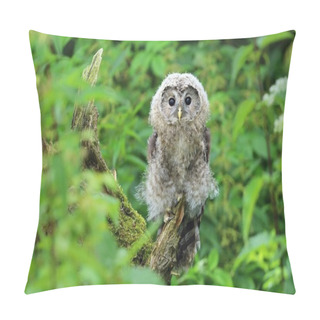 Personality  Tawny Owl In Bush Pillow Covers