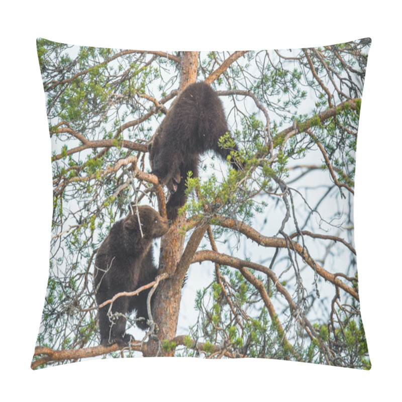 Personality  Bear-cubs have climbed on Pine tree pillow covers