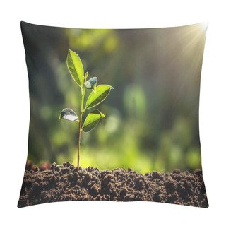 Personality  Small Tree Growing With Sunshine In Garden. Eco Concept Pillow Covers