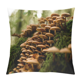 Personality  Close-up View Of Group Of Autumn Honey Agaric Latin Armillaria Mellea Grows In The Forest After Rain. Green Nature On Blurred Background Pillow Covers