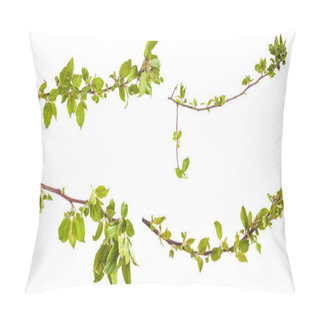 Personality  Branches Of Apple Trees With Young Leaves. Isolated On White Bac Pillow Covers