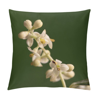 Personality  Olive Tree Flowers Pillow Covers