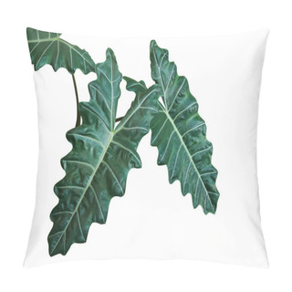 Personality  Dark Green Leaves Of Kris Plant Or Alocasia Elephant Ear (Alocasia Sanderiana) The Tropical Foliage Plant Growing In Wild Isolated On White Background, Clipping Path Included. Pillow Covers