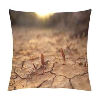 Personality  Image Of Sprouts Growing From Drying Cracked Soil In The Sunset Light. Pillow Covers
