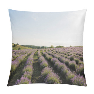 Personality  Field With Flowering Lavender In Countryside Pillow Covers