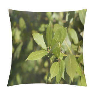 Personality  Laurel Branch With Leaves - Latin Name - Laurus Nobilis Pillow Covers