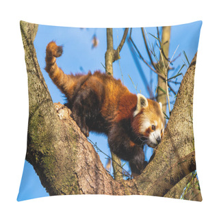 Personality  The Red Panda, Ailurus Fulgens, Also Called The Lesser Panda And The Red Cat-bear. Pillow Covers