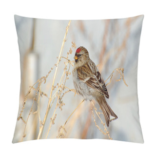Personality  Bird Redpoll Pillow Covers