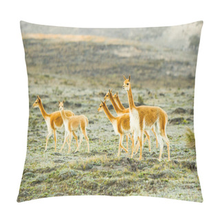 Personality  Wild Vicugna Heard Pillow Covers