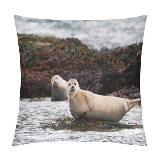 Personality  A Seal Relaxing On A Rock Pillow Covers