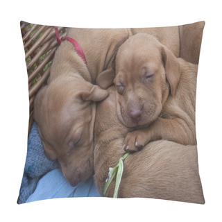 Personality  Tired Sleeping Puppy, Hungarian Pointer, Vizsla, Detail Pillow Covers