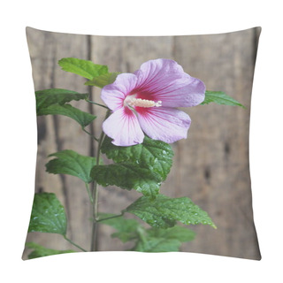 Personality  Hibiscus Flower On A Wooden Background. Greeting Card. Pillow Covers