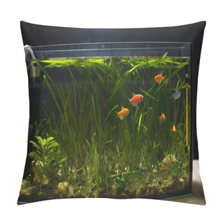 Personality  Little Home Aquarium With Colored Glofishes On Table And Black Background. Pillow Covers