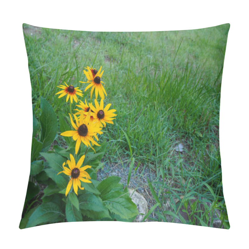 Personality  Close up of a Black-eyed Susan flower. Also known as Brown Betty, Brown-eyed Susan, English Bull's-eye, and Yellow Ox-eye Daisy. pillow covers