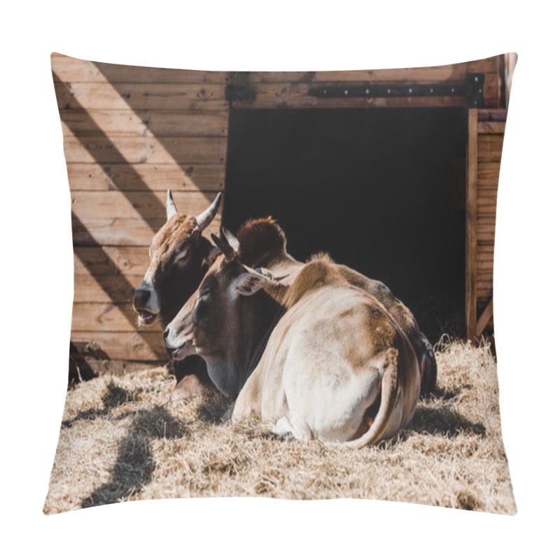 Personality  sunlight on bulls resting on hay  pillow covers