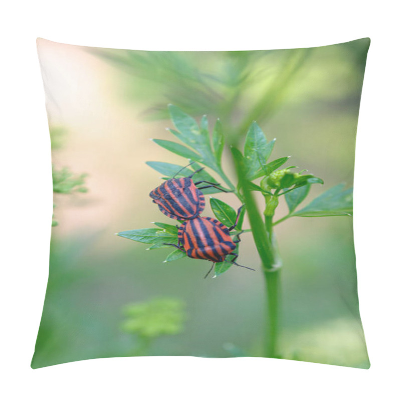 Personality  Red striped garden bugs make love. pillow covers