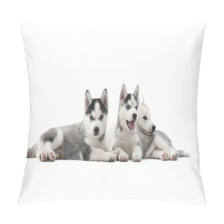 Personality  Siberian Husky Puppy At Studio Pillow Covers