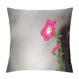 Personality  Beautiful Pink Flower And Concrete Background. Periwinkle Flower. Pillow Covers