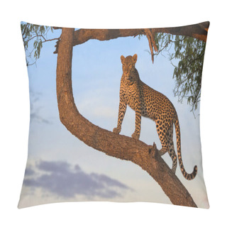 Personality  Leopard, Wildlife Scene In Nature Habitat Pillow Covers
