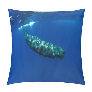 Personality  Sperm Whale Swim In Indian Ocean, Mauritius. Pillow Covers