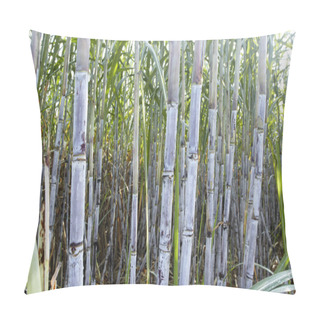 Personality  Cane Cane Plantation Field Close Up Pillow Covers
