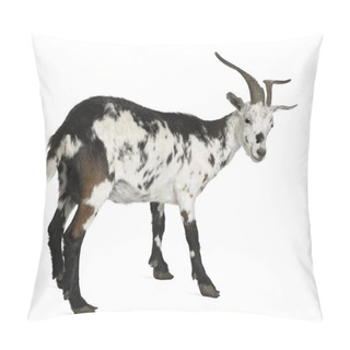 Personality  Female Rove Goat, 3 Years Old, Standing In Front Of White Background Pillow Covers