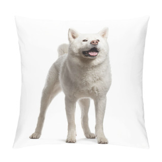 Personality  Akita Iun, Isolated On White Pillow Covers