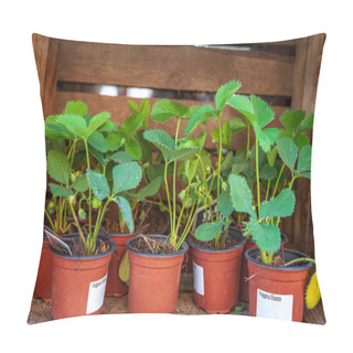 Personality  Potted Strawberry Plants With Green Leaves In Wooden Box Pillow Covers