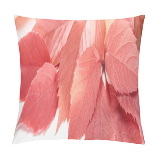 Personality  Close Up View Of Colorful Autumn Leaves Of Wild Grapes On White Background, Panoramic Shot Pillow Covers