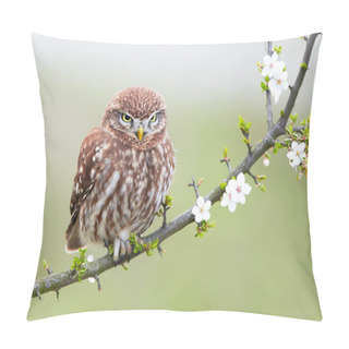 Personality  Little Owl (Actene Noctua) Pillow Covers