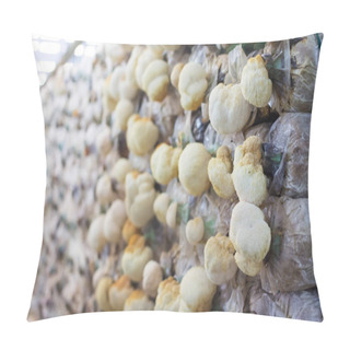 Personality  Mushroom Cultivation Farm In Thailand Pillow Covers