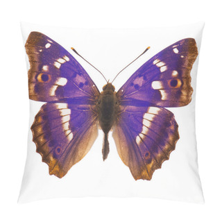 Personality  Purple Emperor Butterfly Isolated Pillow Covers