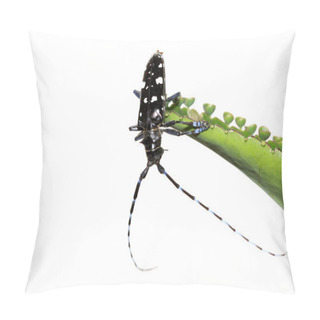 Personality  Anoplophora Pillow Covers