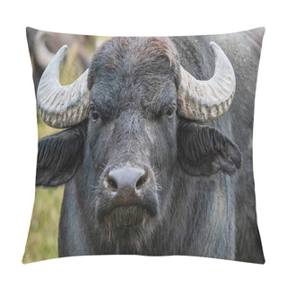 Personality   Black Water Buffalo In The Fields Pillow Covers