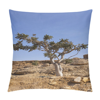 Personality  Frankincense Tree In Oman Pillow Covers