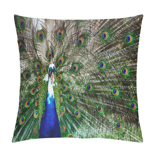 Personality  Peacock Showing Off His Bright Tail Pillow Covers
