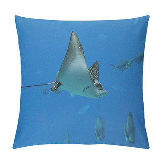 Personality  Sting Ray Pillow Covers