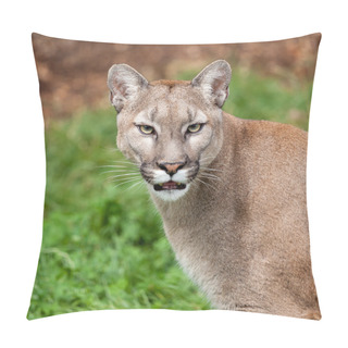 Personality  Head Shot Portrait Of Beautiful Puma Pillow Covers