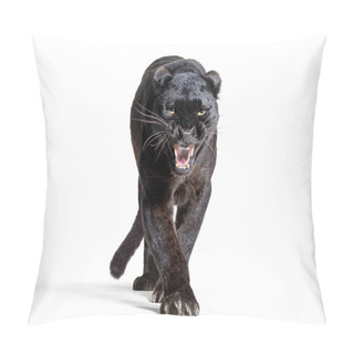 Personality  Black Leopard, Panthera Pardus, Walking Towards, Staring At The Camera And Showing His Teeth, Isolated On White Pillow Covers