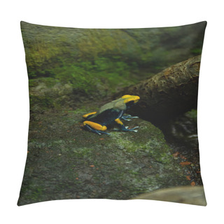Personality  A Small Venomous Frog Sitting On A Rock. Colourful Frog Hiding In The Dark. Pillow Covers
