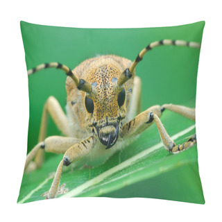 Personality  Macro Photography Of Insect  Pillow Covers